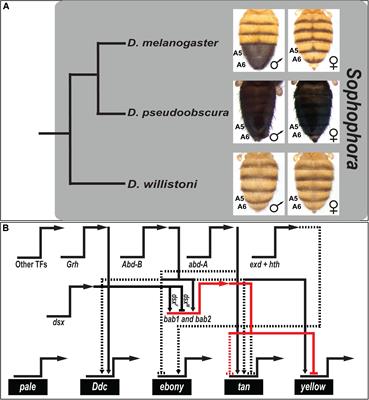 Gene Regulatory Network Homoplasy Underlies Recurrent Sexually Dimorphic Fruit Fly Pigmentation